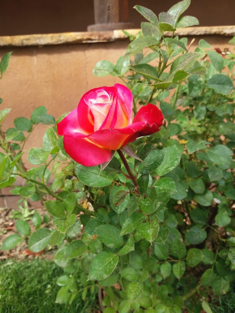 Roses Are Still Blooming in Our Cloister - Benedictine Abbey of Christ ...